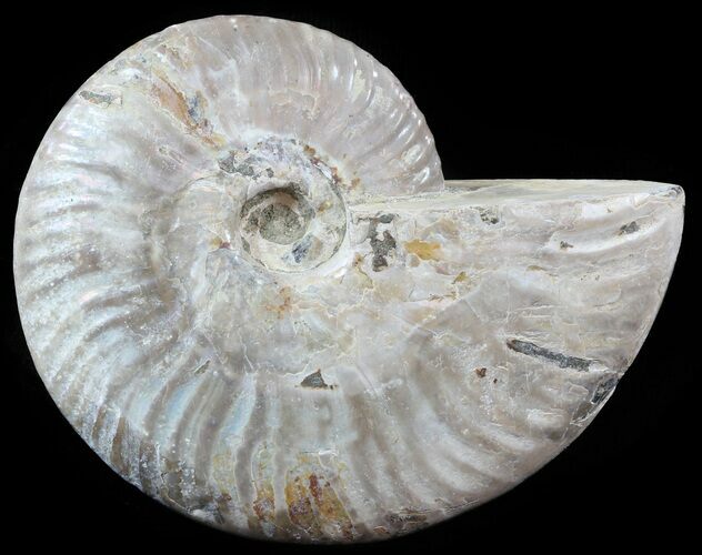 Silver Iridescent Ammonite - Madagascar #51492